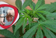 Код младића пронађена дрога Хапшење због дроге