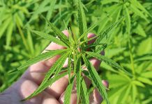 Бор: Хапшење због дроге Kанабис