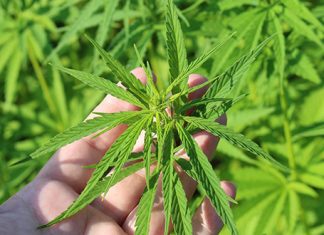 Бор: Хапшење због дроге Kанабис