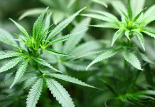 Полиција пронашла кесицу са марихуанoм скривену у снегу Марихуана