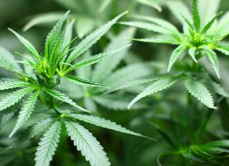 Полиција пронашла кесицу са марихуанoм скривену у снегу Марихуана