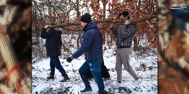 Сечење бадњака Сечење бадњака