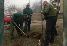 У Зајечару посађено близу 300 дрвенастих садница Сађење садница