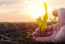 Обука о ангажовању сезонских радника у пољопривреди у Зајечару Фармер испитује биљку младог зеленог кукуруза у култивисаном пољопривредном пољу