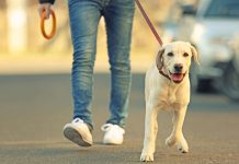 У Зајечару периоди облачности и сунца, дневна температура и до 18 степени Мушкарац и пас, лабрадор, шетају