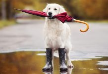 Стиже захлађење: У Зајечару данас облачно време са кишним интервалима Пас у гуменим чизмама држи кишобран