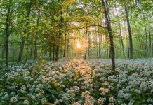 Данас прави пролећни дан, температуре у Србији и до 22 степена Шума, цвеће