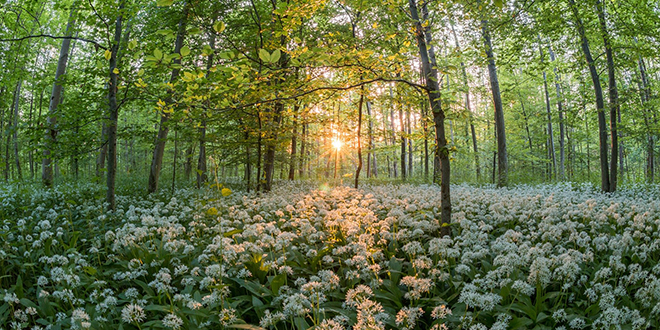 Шума, цвеће