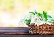 Лековита својства зове — лечи бронхитис и одлична је превенција од рака Зова