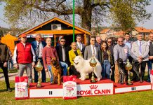 Одржана јубиларна 10. Међународна изложба паса свих раса у Зајечару (ФОТО) 10. Међународна изложба паса свих раса у Зајечару