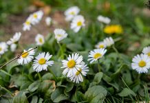 Данас ујутру ведро, током дана променљиво облачно Бела рада — Пролеће