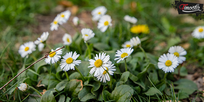 Бела рада &mdash; Пролеће