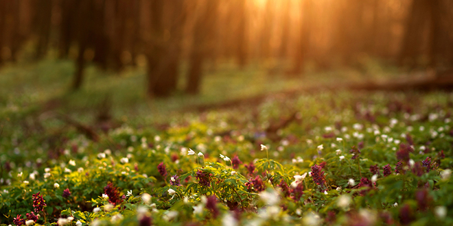 Цветна зелена шума при заласку сунца &mdash; Пролеће