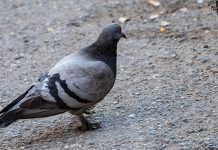 Данас у Зајечару променљиво облачно, температура до 18 степени Голуб на улици