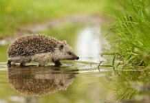У Зајечару и данас претежно облачно, највиша дневна температура око 20 степени Јеж