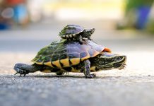 Ведро са периодичним наоблачењем, максимална дневна око 27 степени Корњаче прелазе улицу