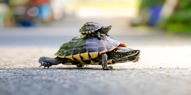 Корњаче прелазе улицу