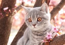 Данас претежно ведро, максимална дневна око 16 степени Мачка на грани дрвета