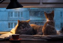 Данас ће пљускови са грмљавином протутњати Зајечаром Мачке одмарају унутра поред прозора док напољу пада киша