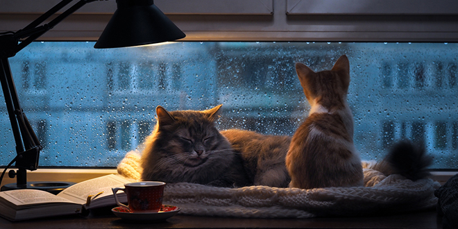 Мачке одмарају унутра поред прозора док напољу пада киша