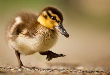 Данас у Зајечару променљиво облачно, могућа киша Мало паче