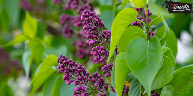 Процветало дрвеће &mdash; Пролеће