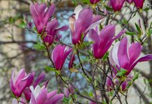 Данас углавном облачно, максимална дневна око 14 степени Процветало дрвеће — Пролеће