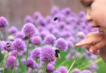 Местимично облачно са сунчаним интервалима, могућа је слаба киша, максимална дневна температура око 13 степени Дете упире прстом у бумбара који се налази на цвету