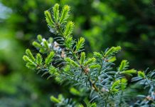 Данас променљиво облачно и топлије, максимална дневна температура и до 27 степени Дрвеће — Пролеће