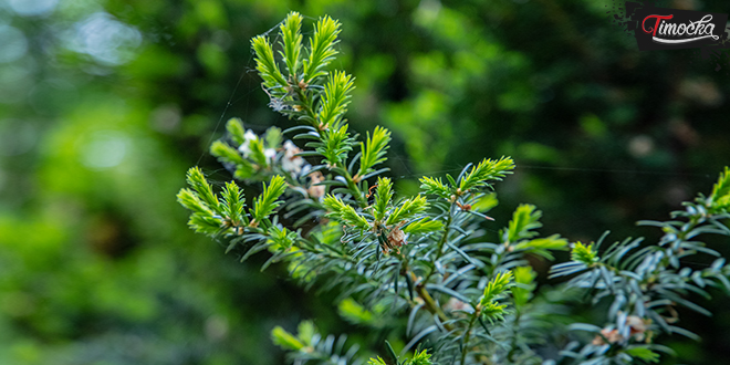 Дрвеће &mdash; Пролеће