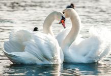 Променљиво облачно у Зајечару, највиша дневна и до 24 степена Два лабуда на језеру