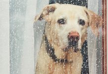 Умерено облачно са падавинама, највиша дневна температура око 19 степени Пас гледа кроз прозор док напољу пада киша