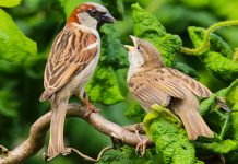 Данас променљиво облачно са дужим сунчаним интервалима, максимална дневна температура око 24 степенa Врапци на грани