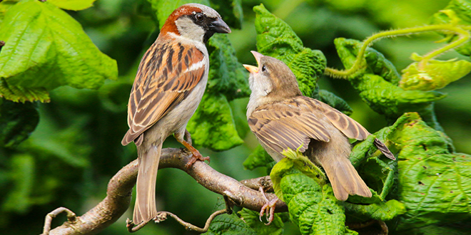 Врапци на грани