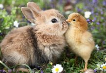 Данас променљиво облачно и топлије, максимална дневна температура и до 27 степени Зека и пиле — Пролеће