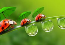 Данас претежно облачно и кишовито, максимална дневна температура око 21 степен Бубамаре носе кишобране и ходају по листу траве