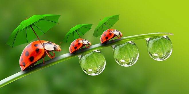 Бубамаре носе кишобране и ходају по листу траве