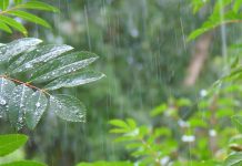 Још данас нестабилно време, сутра сунчано, максимална дневна температура око 29 степени Киша, шума