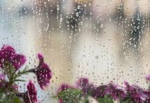 У Зајечару претежно облачно са пљусковима и грмљавином, максимална дневна температура око 22 степена Љубичасто цвеће иза мокрог прозора са капљицама кише