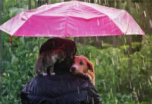 У Зајечару претежно облачно са пљусковима и грмљавином, максимална дневна температура око 26 степени Мушкарац. пас и мачка под кишобраном док пада киша