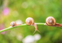 Почетак радне недеље обележиће променљиво време, максимална дневна температура око 28 степени Пужеви