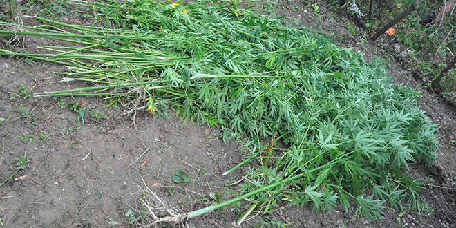 Биљке индијске конопље у башти