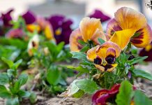 Са дужим сунчаним интервалима, а од средине дана местимично облачно Цвеће — Лето