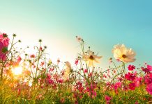 У Зајечару данас претежно сунчано и топло, максимална дневна температура око 27 степени Цвеће — Лето