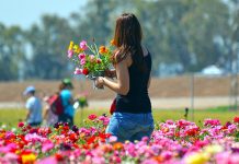Зајечар данас и сутра обасјан сунцем, максимална дневна температура и до 32 степена Девојка бере цвеће у парку