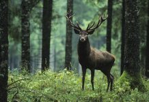 Данас претежно облачно, максимална дневна температура око 30 степени Јелен у шуми