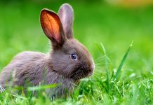 Данас умерено облачно, поподне пљускови са грмљавином, максимална дневна температура и до 31 степен Мали зец лежи у трави