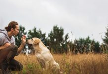 Данас променљиво облачно и спарно, максимална дневна температура и до 31 степен Мушкарац се игра са својим псом