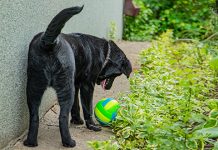 Данас ведро и сунчано, максимална дневна температура и до 30 степени Пас се игра са лоптом у задњем делу дворишта