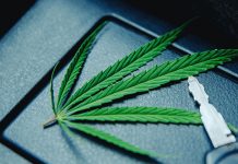 Хапшење у Књажевцу: Пронађене две кесице марихуане у аутомобилу Листа марихуане у аутомобилу